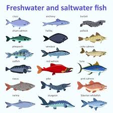 Fresh Sea Water Fish